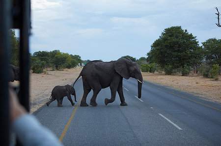 Baby and adult elephant crossing road, Kasane, North-West, Botswana Photographie de stock - Premium Libres de Droits, Code: 614-09178347