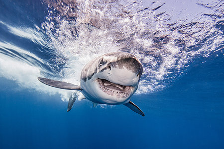 effrayé - Great white shark, Guadalupe, Mexico Photographie de stock - Premium Libres de Droits, Code: 614-09178455