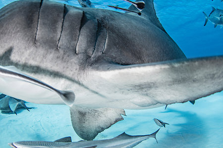 shoal (group of marine animals) - Great hammerhead shark, other fish in background, Alice Town, Bimini, Bahamas Stock Photo - Premium Royalty-Free, Code: 614-09178459