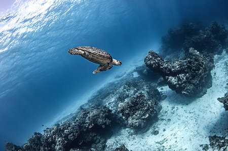 seabed - Hawksbill turtle, Cozumel, Quintana Roo, Mexico Foto de stock - Sin royalties Premium, Código: 614-09178464