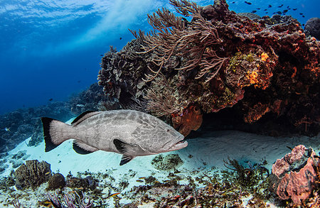 seabed - Black grouper, Cozumel, Quintana Roo, Mexico Stock Photo - Premium Royalty-Free, Code: 614-09178465