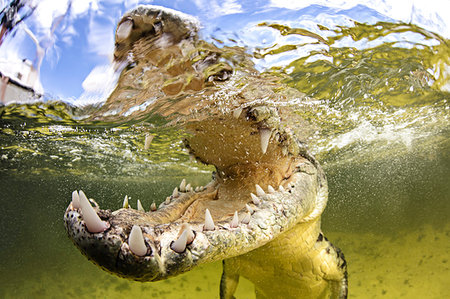 quintana roo - American saltwater crocodile with jaws open, Chinchorro Banks, Mexico Foto de stock - Sin royalties Premium, Código: 614-09178460