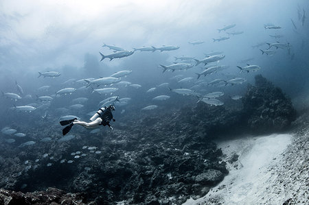 simsearch:614-09178464,k - Freediver with tarpon aggregation, Xcalak, Quintana Roo, Mexico Foto de stock - Royalty Free Premium, Número: 614-09178461