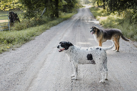 simsearch:614-09253850,k - Dogs on countryside road Stockbilder - Premium RF Lizenzfrei, Bildnummer: 614-09198139