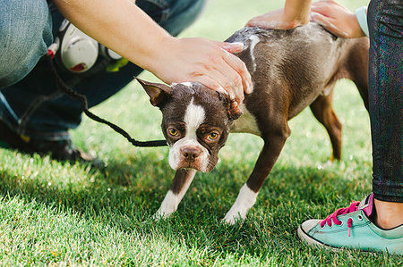 simsearch:614-08926187,k - Pet dog being shampooed in garden Stock Photo - Premium Royalty-Free, Code: 614-09198177