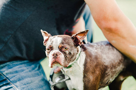 simsearch:614-08926187,k - Pet dog being shampooed Stock Photo - Premium Royalty-Free, Code: 614-09198179