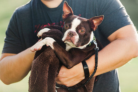 simsearch:614-08926187,k - Pet dog being towelled dry Stock Photo - Premium Royalty-Free, Code: 614-09198182