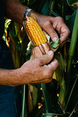 simsearch:649-06400463,k - Farmer examining corn crop Stock Photo - Premium Royalty-Free, Code: 614-09209780