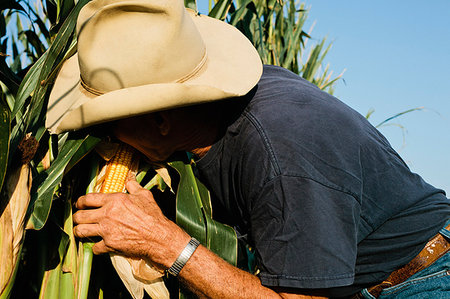 simsearch:400-03963853,k - Farmer examining corn crop Stock Photo - Premium Royalty-Free, Code: 614-09209782