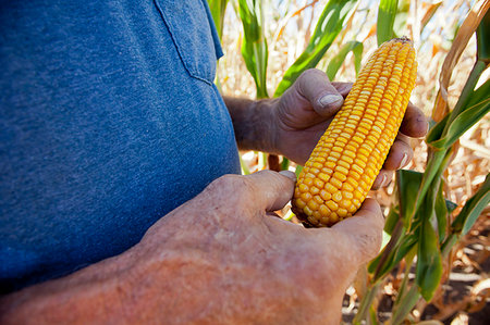 simsearch:649-06400463,k - Farmer examining ear of corn Stock Photo - Premium Royalty-Free, Code: 614-09209791