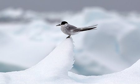 simsearch:614-08875804,k - Arctic tern on ice berg, ice floe in the southern ocean, 180 miles north of East Antarctica, Antarctica Stock Photo - Premium Royalty-Free, Code: 614-09210375