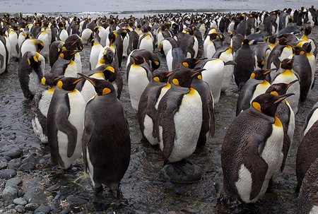 King Penguin colony, at Sandy Bay, along the east coast of Macquarie Island, Southern Ocean Stock Photo - Premium Royalty-Free, Code: 614-09210385