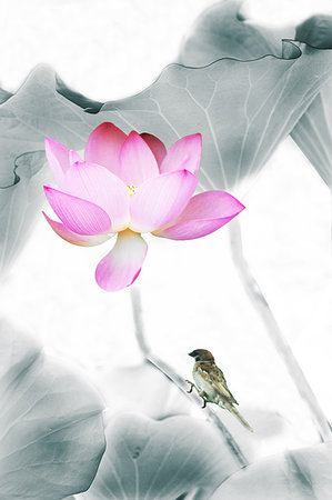 Pink lotus flower and bird Stock Photo - Premium Royalty-Free, Code: 614-09210451