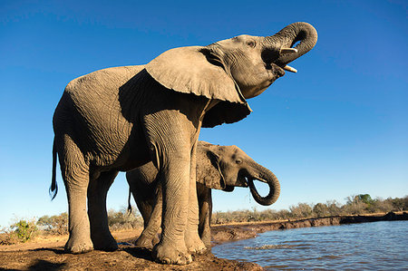 simsearch:614-09212493,k - African elephants (Loxodonta africana) drinking at watering hole, Mashatu game reserve, Botswana, Africa Fotografie stock - Premium Royalty-Free, Codice: 614-09211135