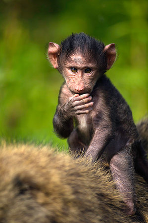 simsearch:614-09039003,k - Baby Chacma baboon (Papio ursinus) riding on his mothers back, Lake Nakuru National Park, Kenya, Africa Foto de stock - Royalty Free Premium, Número: 614-09211130