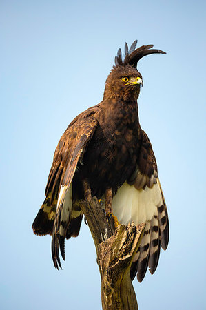 Long-crested Eagle (Lophaetus occipitalis), Lake Nakuru National Park, Kenya, Africa Photographie de stock - Premium Libres de Droits, Code: 614-09211132
