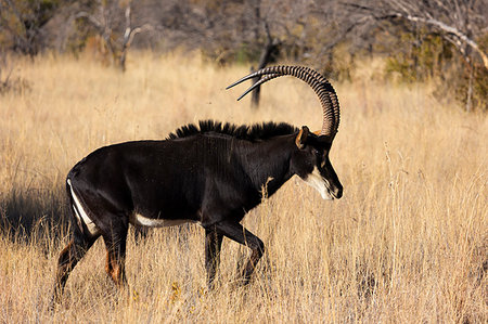 Sable antelope (Hippotragus niger), South Africa Foto de stock - Sin royalties Premium, Código: 614-09211141