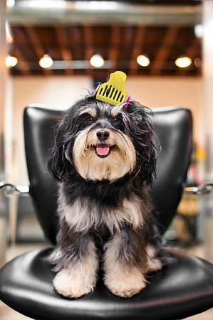 paciencia - Havanese dog in hair salon Foto de stock - Sin royalties Premium, Código: 614-09211175