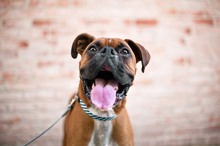 Close up portrait of cute boxer dog Fotografie stock - Premium Royalty-Free, Codice: 614-09211173