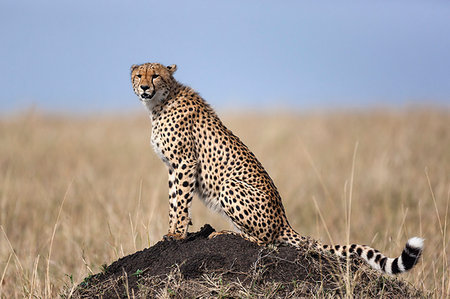 simsearch:614-09026588,k - Cheetah (Acinonyx jubatus) Fotografie stock - Premium Royalty-Free, Codice: 614-09211185