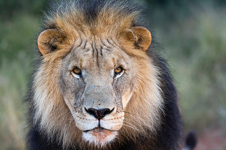 Close-up of Male lion (Panthera leo) Stock Photo - Premium Royalty-Free, Code: 614-09211194