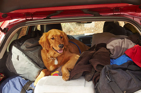 Dog in back of car Stock Photo - Premium Royalty-Free, Code: 614-09211496