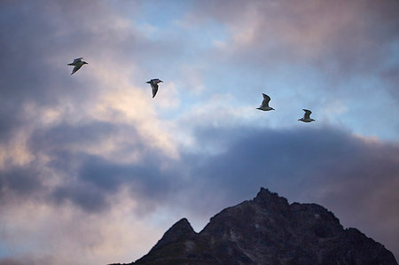 simsearch:841-09229499,k - Four silhouetted birds flying over mountain, Haines, Alaska, USA Foto de stock - Sin royalties Premium, Código: 614-09211542
