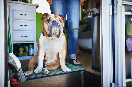 simsearch:614-09211815,k - Portrait of bulldog and womans legs in trailer doorway Stock Photo - Premium Royalty-Free, Code: 614-09211682