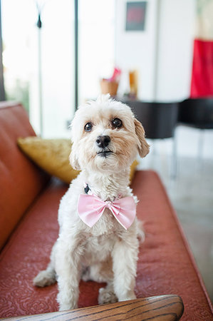 simsearch:614-07735406,k - Portrait of cute dog wearing pink bow sitting on living room sofa Stock Photo - Premium Royalty-Free, Code: 614-09211702