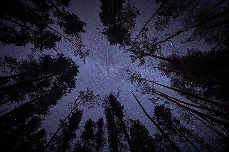simsearch:614-09027071,k - Tall trees and starry night sky, upward view, Jasper, Alberta, Canada Photographie de stock - Premium Libres de Droits, Code: 614-09211785