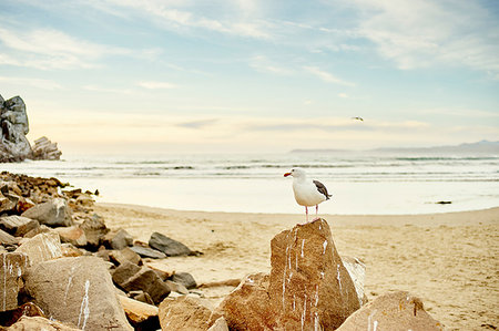 simsearch:400-05893563,k - Seagull standing on beach rock, Morro Bay, California, USA Stock Photo - Premium Royalty-Free, Code: 614-09211900