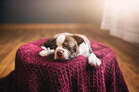 simsearch:614-08926187,k - Boston Terrier puppy lying on purple blanket, eyes closed, sleeping Stock Photo - Premium Royalty-Free, Code: 614-09212163