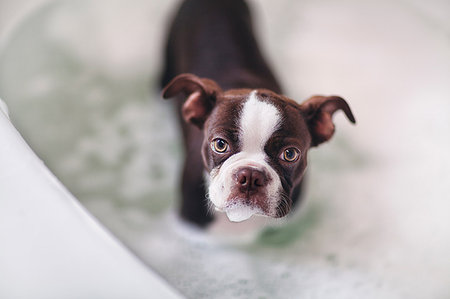 dog indoors bathroom - Boston Terrier puppy standing in water in bath looking up at camera Stock Photo - Premium Royalty-Free, Code: 614-09212252