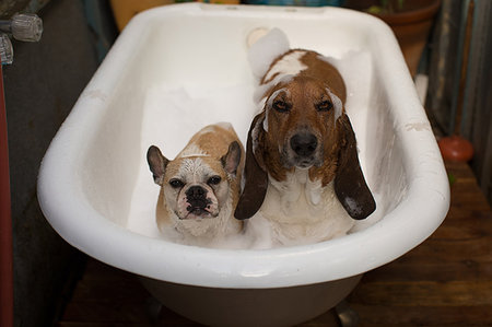 Dog Bubble Bath Royalty-Free Images, Stock Photos & Pictures