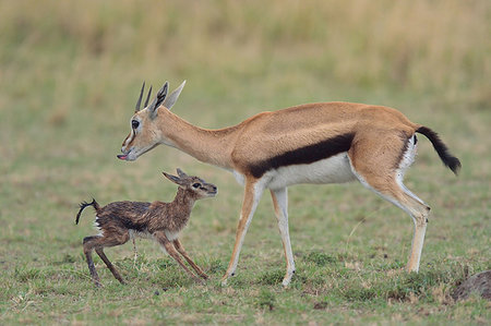 simsearch:649-08860040,k - Thomson's Gazelle (Eudorcas thomsonii) and her standing newborn, Mara Triangle, Maasai Mara National Reserve, Narok, Kenya, Africa Photographie de stock - Premium Libres de Droits, Code: 614-09212470