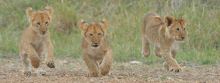 Three Masai Lion (Panthera leo nubica) cubs, Mara Triangle, Maasai Mara National Reserve, Narok, Kenya, Africa Stock Photo - Premium Royalty-Free, Code: 614-09212471