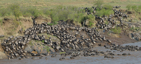 Western white-bearded wildebeest (Connochaetes taurinus mearnsi) on distant riverbank, Mara Triangle, Maasai Mara National Reserve, Narok, Kenya, Africa Stock Photo - Premium Royalty-Free, Code: 614-09212487