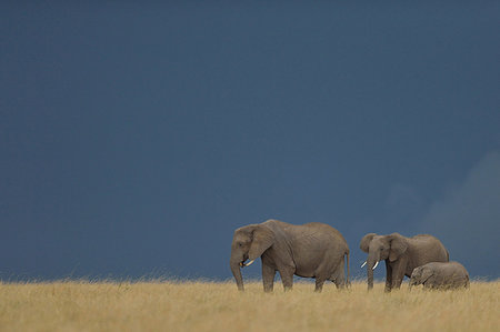 simsearch:614-09039003,k - Small group of African Elephants (Loxodonta africana), Mara Triangle, Maasai Mara National Reserve, Narok, Kenya, Africa Foto de stock - Royalty Free Premium, Número: 614-09212480