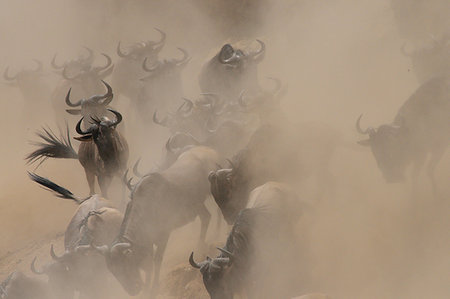 Group of Western white-bearded wildebeest (Connochaetes taurinus mearnsi) hidden by dust, Mara Triangle, Maasai Mara National Reserve, Narok, Kenya, Africa Foto de stock - Sin royalties Premium, Código: 614-09212496