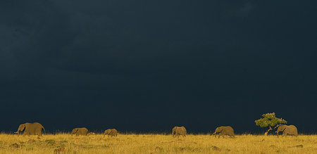 simsearch:6119-08740739,k - Group of African Elephants (Loxodonta africana) on horizon, Mara Triangle, Maasai Mara National Reserve, Narok, Kenya, Africa Foto de stock - Royalty Free Premium, Número: 614-09212493