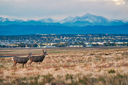 denver mountains - Deers on landscape, cityscape, Longs Peak, Rocky Mountains, Denver, Colorado, USA Stock Photo - Premium Royalty-Free, Code: 614-09213800