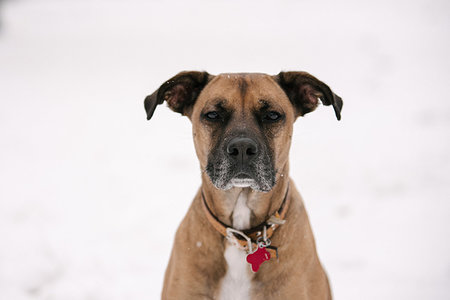 simsearch:614-09232010,k - Portrait of pet dog in snow Stockbilder - Premium RF Lizenzfrei, Bildnummer: 614-09231995