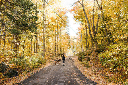 simsearch:659-06184165,k - Woman jogging with dogs in forest Stockbilder - Premium RF Lizenzfrei, Bildnummer: 614-09232078