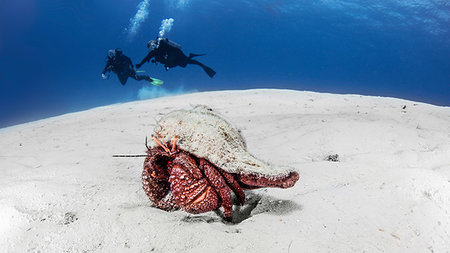 Giant Hermit crab, Cozumel, Quintana Roo, Mexico Photographie de stock - Premium Libres de Droits, Code: 614-09232178
