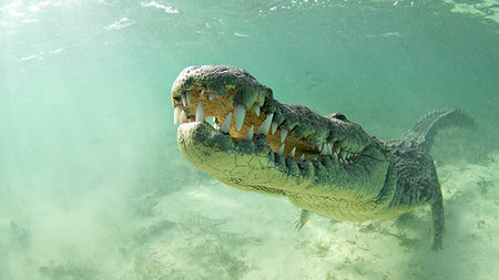 American saltwater crocodile, Xcalak, Quintana Roo, Mexico Foto de stock - Sin royalties Premium, Código: 614-09232195