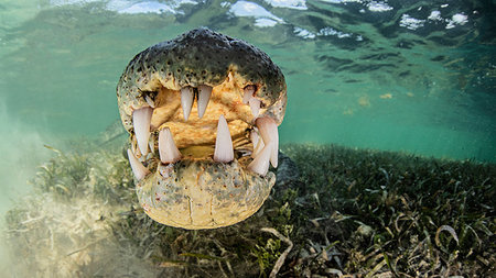 American saltwater crocodile, Xcalak, Quintana Roo, Mexico Foto de stock - Sin royalties Premium, Código: 614-09232191