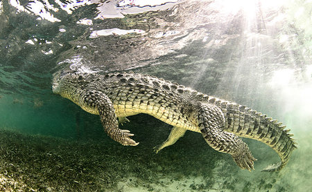 American saltwater crocodile, Xcalak, Quintana Roo, Mexico Foto de stock - Sin royalties Premium, Código: 614-09232192