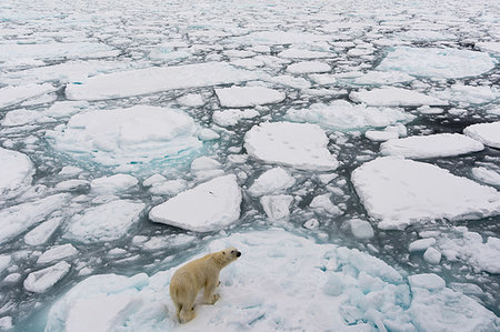 pack (bloc de glace) - Polar bear (Ursus maritimus), Polar Ice Cap, 81north of Spitsbergen, Norway Photographie de stock - Premium Libres de Droits, Code: 614-09245374