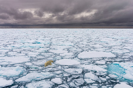 pack (bloc de glace) - Polar bear (Ursus maritimus), Polar Ice Cap, 81north of Spitsbergen, Norway Photographie de stock - Premium Libres de Droits, Code: 614-09245375