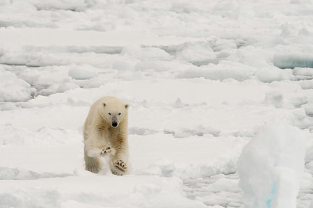 simsearch:6119-09252646,k - Polar bear (Ursus maritimus), Polar Ice Cap, 81north of Spitsbergen, Norway Stock Photo - Premium Royalty-Free, Code: 614-09245370